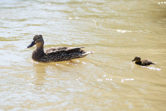 Mallard female with a duck.
