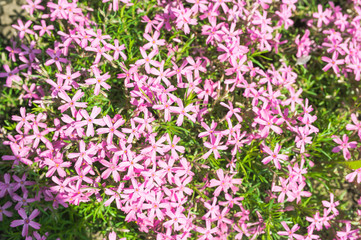 Naklejka premium Floral texture, pink floral background of small flowers