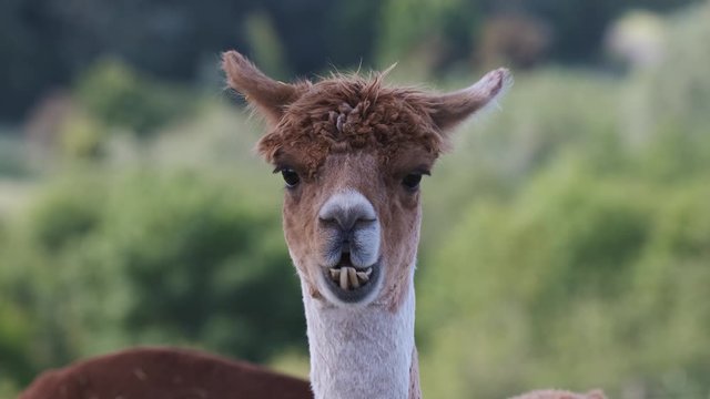 Alpaca Animal Close Up Of Head  Funny Hair Cut And Chewing Action