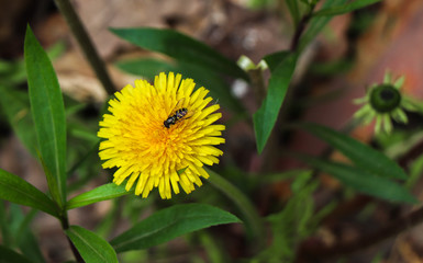 yellow dandelion and small bee © Piotr