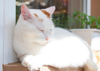 portrait white cat resting sleeps on windowsill window terrace
