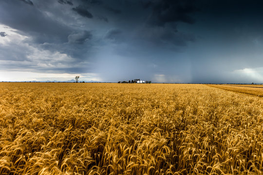 Storm over a wheat-field in New South Wales, Australia.