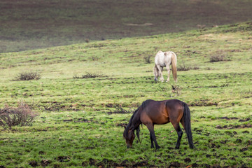 Wild horses - so called Brumbies - in the Kosciuszko National Park in New South Wales, Australia at...