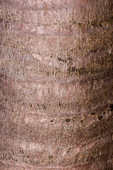 Detailed closeup of a real macro wood texture