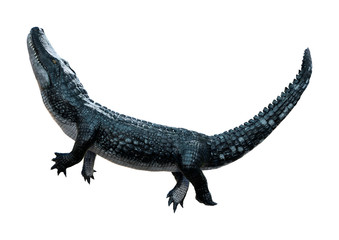 3D Rendering Black Alligator on White