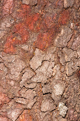 Detailed closeup of a real macro wood texture