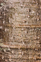 Detailed closeup of a real macro wood texture