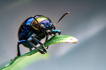  A close up of a tiny metallic iridescent insect