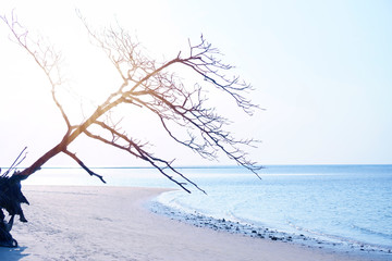 Fototapeta na wymiar Oblique die tree on white sand beach blue sea in sunset sky 