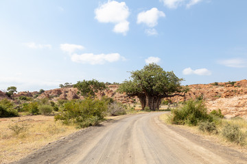 View of an old baobab tree next to a dirt road in Mapungubwe National Park, South Africa.