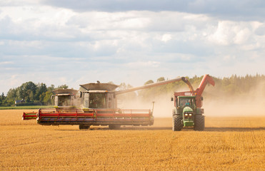 Fototapeta premium Two combine harvester harvesting machine for ripe golden wheat fields. Agriculture.