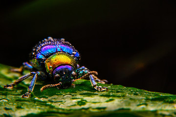  A close up of a tiny metallic iridescent insect