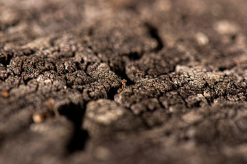 Detailed closeup of a real macro wood texture