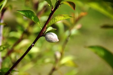 Unripe peach. Close up of branch with young green fruit and green leaves on green background. ...