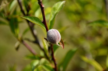 Unripe peach. Close up of branch with young green fruit and green leaves on green background. ...