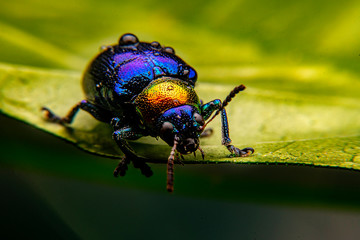  A close up of a tiny metallic iridescent insect