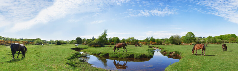 New Forest Horses