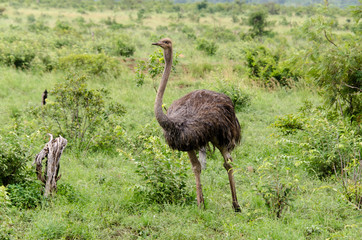 Autruche d'Afrique, femelle,.Struthio camelus, Common Ostrich