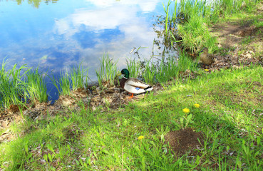 Beautiful wild duck that sits in the grass by the lake