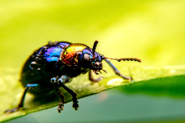  A close up of a tiny metallic iridescent insect