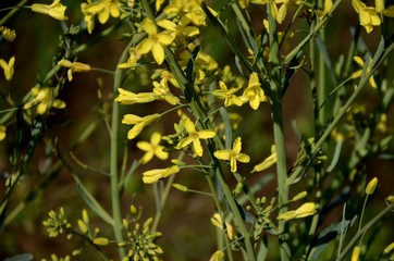 cabbage bloom, many little yellow cabbage flowers. vegetable growing in the garden, farming organic products.