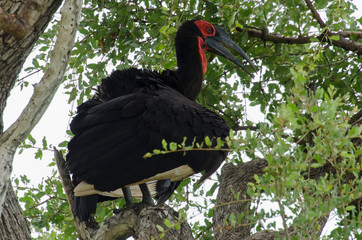 Bucorve du Sud, Grand calao terrestre, Bucorvus leadbeateri, Southern Ground Hornbill