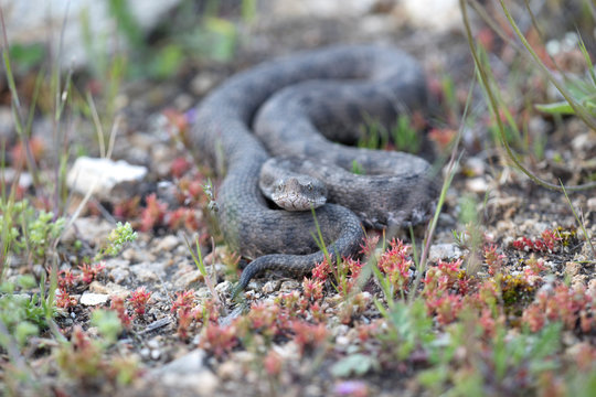 StülpnasenotterBilder StockFotos & Videos. Adobe Stock