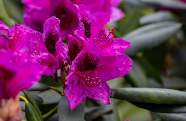 Pink-violet rhododendron flower. Rhododendron is a beautiful flowering bush.