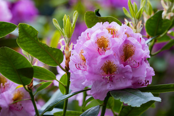 Obraz premium Pink-violet rhododendron flower. Rhododendron beautiful flowering bush on a sunny day