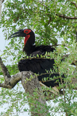 Bucorve du Sud, Grand calao terrestre, Bucorvus leadbeateri, Southern Ground Hornbill