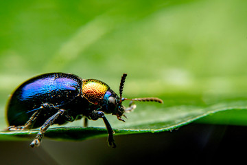  A close up of a tiny metallic iridescent insect