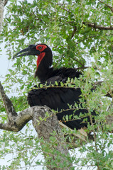 Bucorve du Sud, Grand calao terrestre, Bucorvus leadbeateri, Southern Ground Hornbill