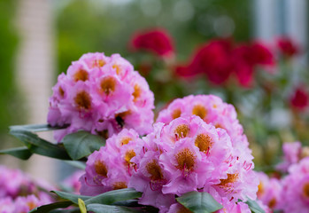 Pink-violet rhododendron flower. Rhododendron beautiful flowering bush on a sunny day