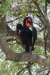 Bucorve du Sud, Grand calao terrestre, Bucorvus leadbeateri, Southern Ground Hornbill