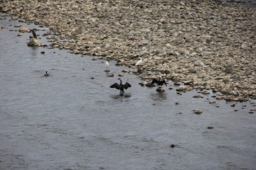 川原で羽を乾かしたり休憩する鵜や鷺