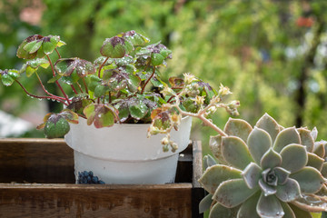 Maceta de tréboles en jardinera con gotas de rocío tras un día de lluvia