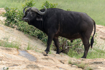 Buffle d'Afrique, Syncerus caffer, Parc national Kruger, Afrique du Sud