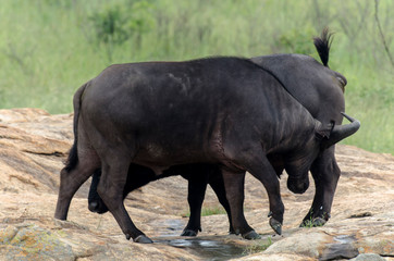 Fototapeta premium Buffle d'Afrique, Syncerus caffer, Parc national Kruger, Afrique du Sud