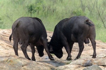 Buffle d'Afrique, Syncerus caffer, Parc national Kruger, Afrique du Sud