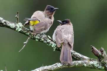 Bulbul tricolore,.Pycnonotus tricolor, Dark capped Bulbul
