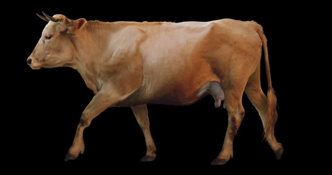 Red cow walking realistic animation. Isolated animal video including alpha channel allows to add background in post-production. Element for visual effects.