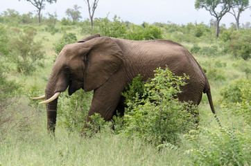Fototapeta premium Eléphant d'Afrique, Loxodonta africana, Parc national Kruger, Afrique du Sud