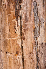 Detailed closeup of a real macro wood texture