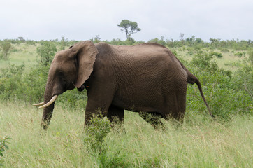 Fototapeta premium Eléphant d'Afrique, Loxodonta africana, Parc national Kruger, Afrique du Sud