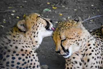 Closeup of two cheetahs (Acinonyx jubatus) licking each other  © IrenaSocratous