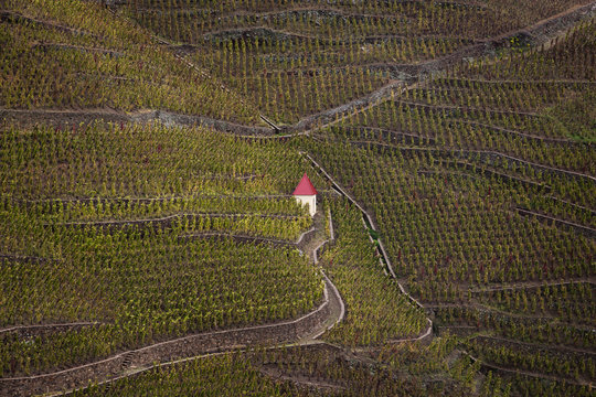 Vineyards in Ampuis, Cote Rotie, northen rhone valley