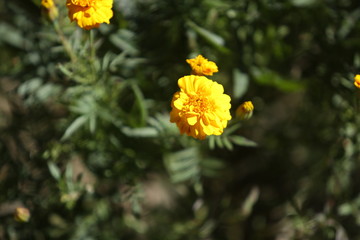 yellow flowers in forest