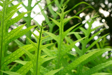 Fresh green leaf of the Wart fern of Hawaii with dew drops under sunlight morning, commonly called monarch fern or musk fern, ground cover plant in Polypodiaceae family