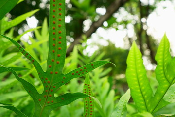 Fresh green leaf of the Wart fern of Hawaii with dew drops under sunlight morning, commonly called monarch fern or musk fern, ground cover plant in Polypodiaceae family