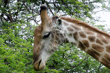 Girafe, Giraffa Camelopardalis, Parc national Kruger, Afrique du Sud
